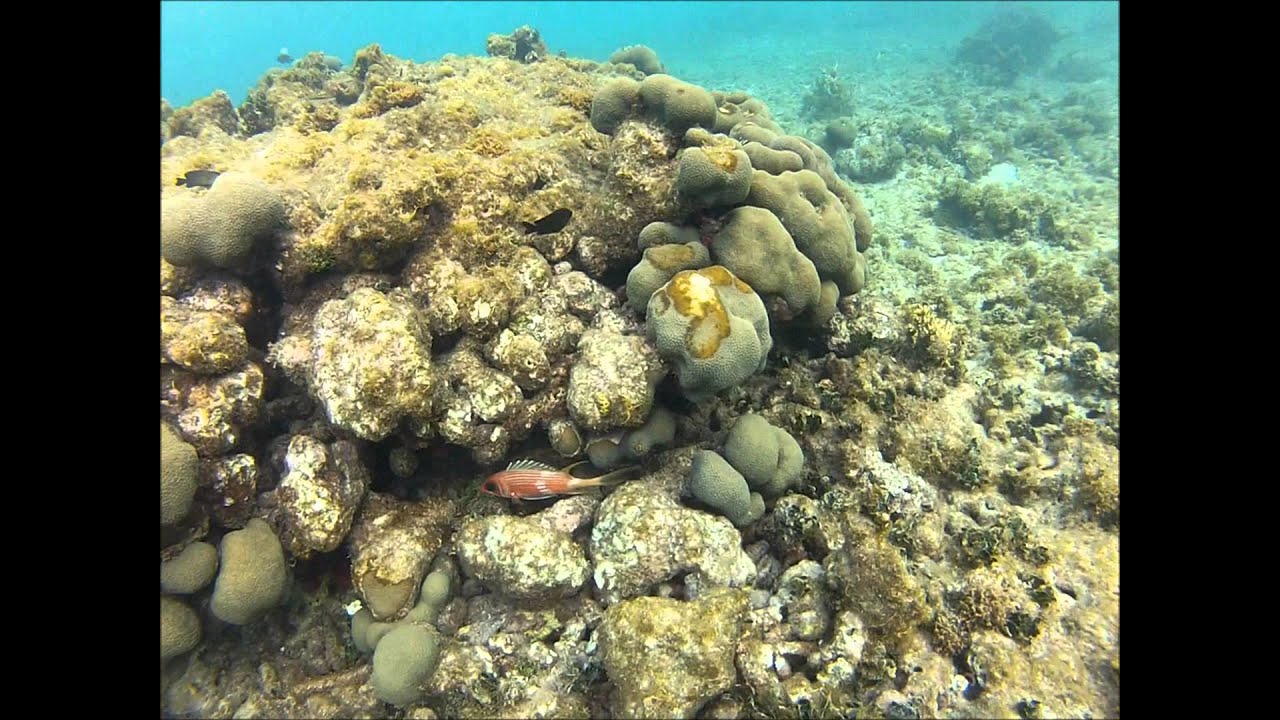 Plongée ilet Fajou - GUADELOUPE