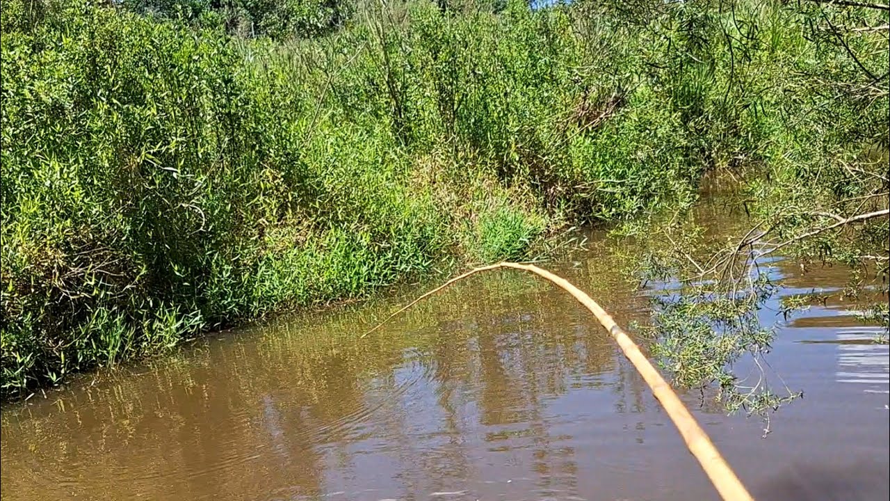 TILÁPIA SELVAGEM NA VARA DE BAMBU , PESCAMOS E FIZEMOS PEIXE FRITO NA BEIRA DO RIO./PESCARIA RAIZ.