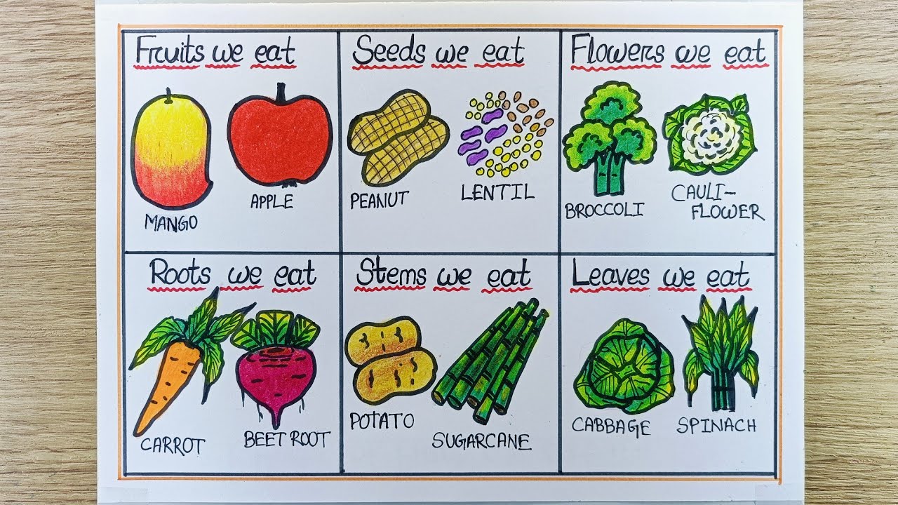 Parts of the plant we eat drawing | Edible parts of the plant drawing | Food we get from the plants
