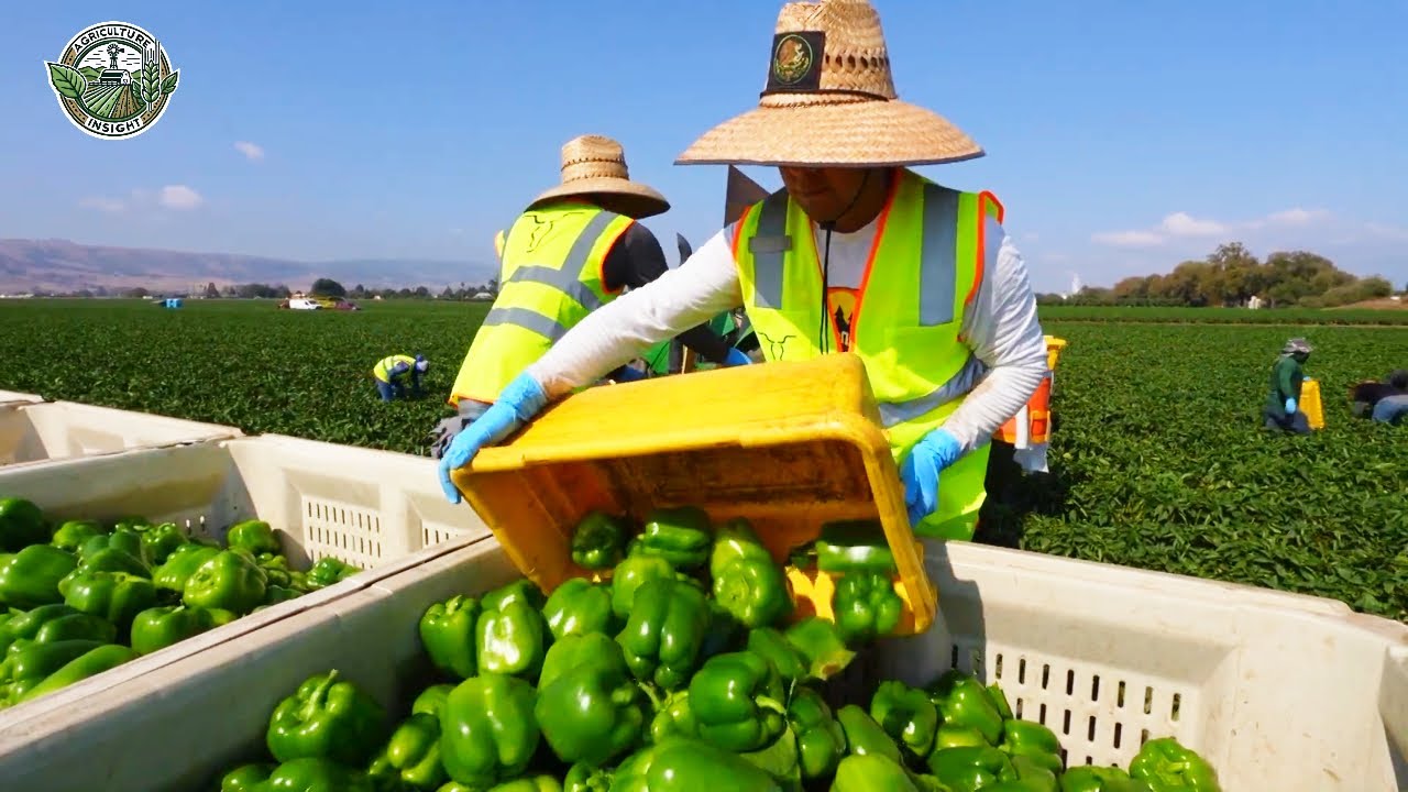 132 Billion Pounds Of Bell Peppers Harvested and Processed This Way | Agriculture Technology