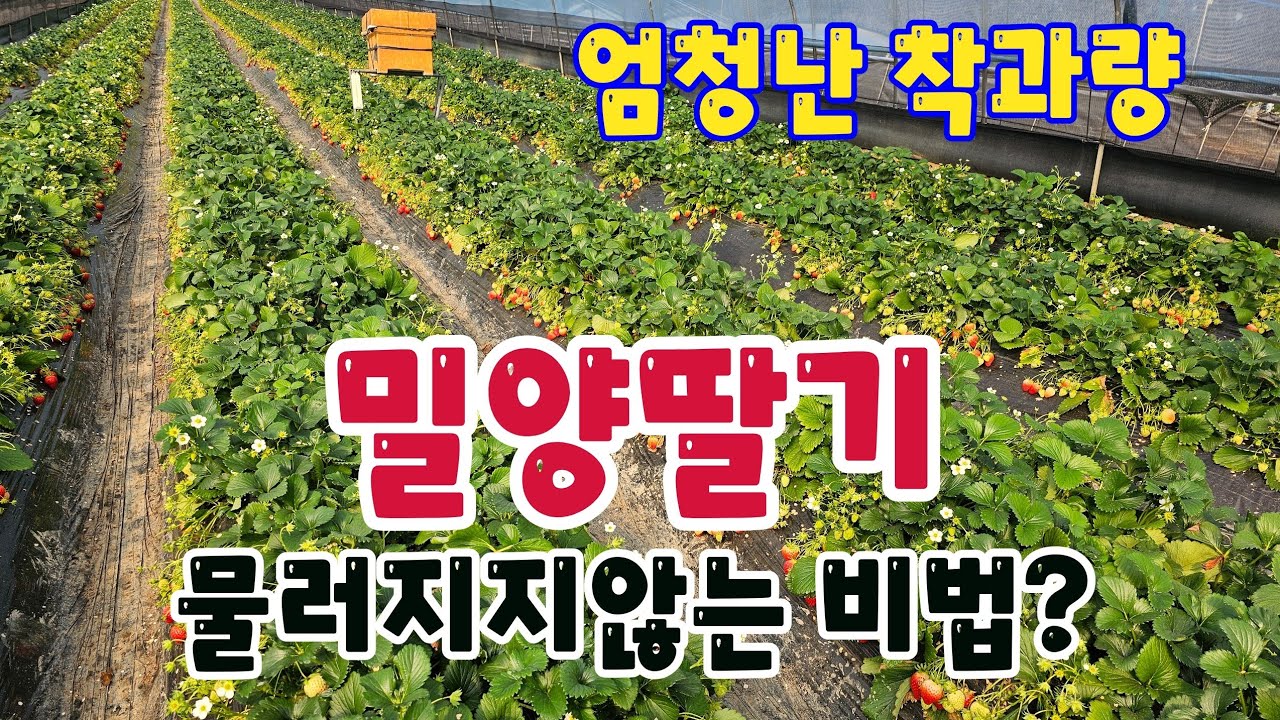 309)밀양딸기 10일 경과 후 현지상황? #딸기다수확#그린톡톡#비료