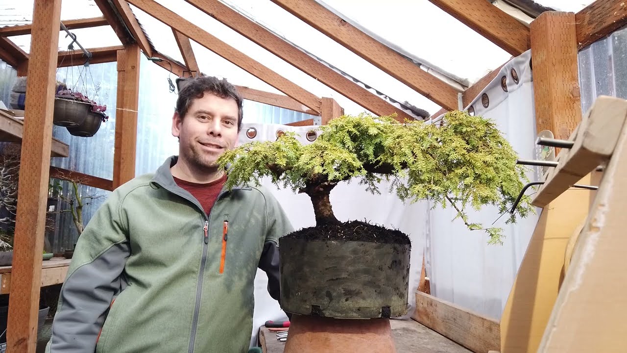Canadian Hemlock First Styling