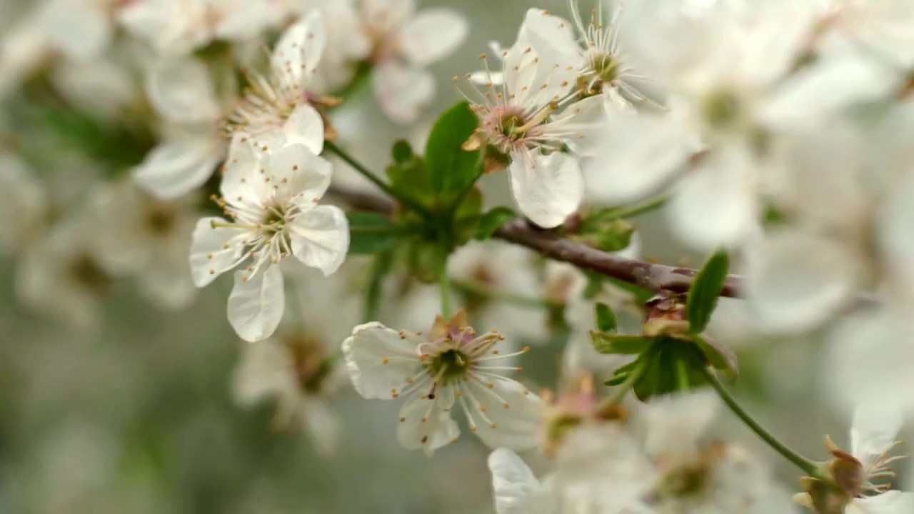 Spring Poem