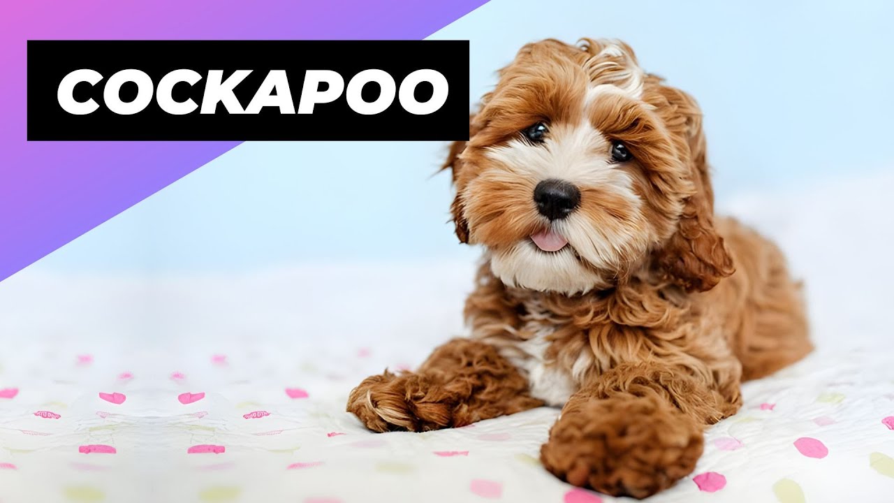 Cockapoo 🐶 One Of The Most Popular Crossbreed Dogs In The World!