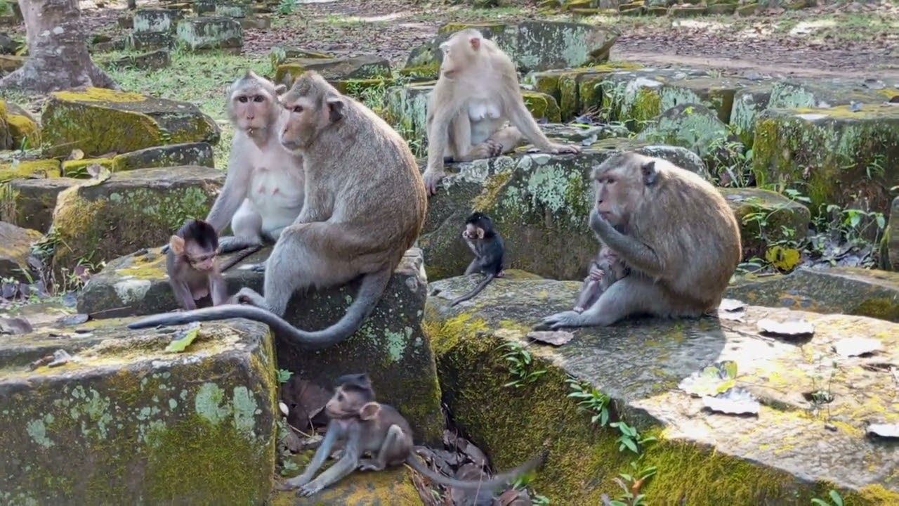 Mom Rose Mom Spring... Family Monkey Amber Group so Sweet