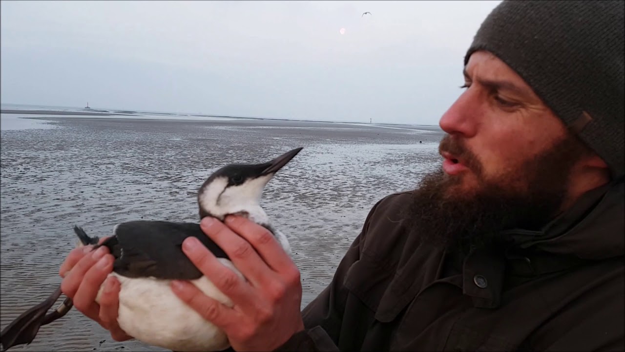 NaturNørd 73. Mød det danske svar på pingvinen.