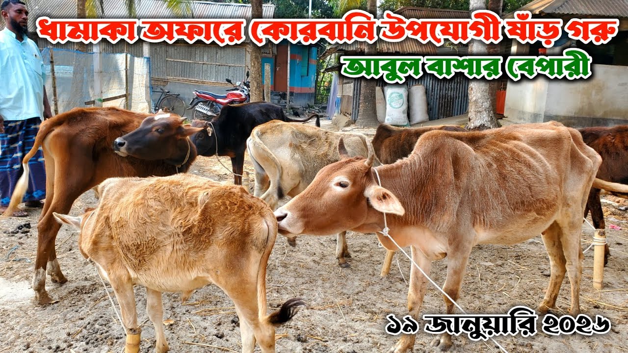 796- ধামাকা অফারে কোরবানি উপযোগী ষাঁড় গরু | ১৯ জানুয়ারি ২০২৬ | নগর বাংলা টিভি