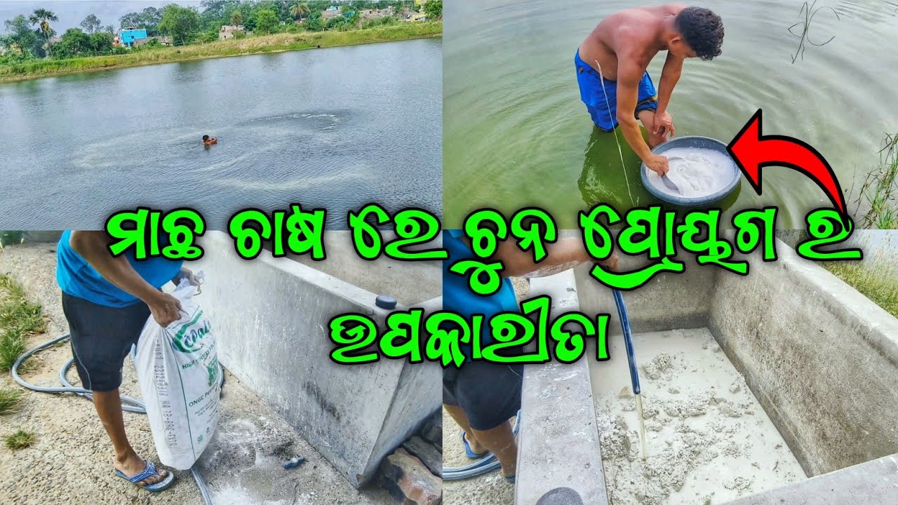 ମାଛ ଚାଷ ରେ ଚୁନ ପ୍ରୟୋଗ ପଦ୍ଧତି || Benifit Of Using Liming || Dibya Angul Farming