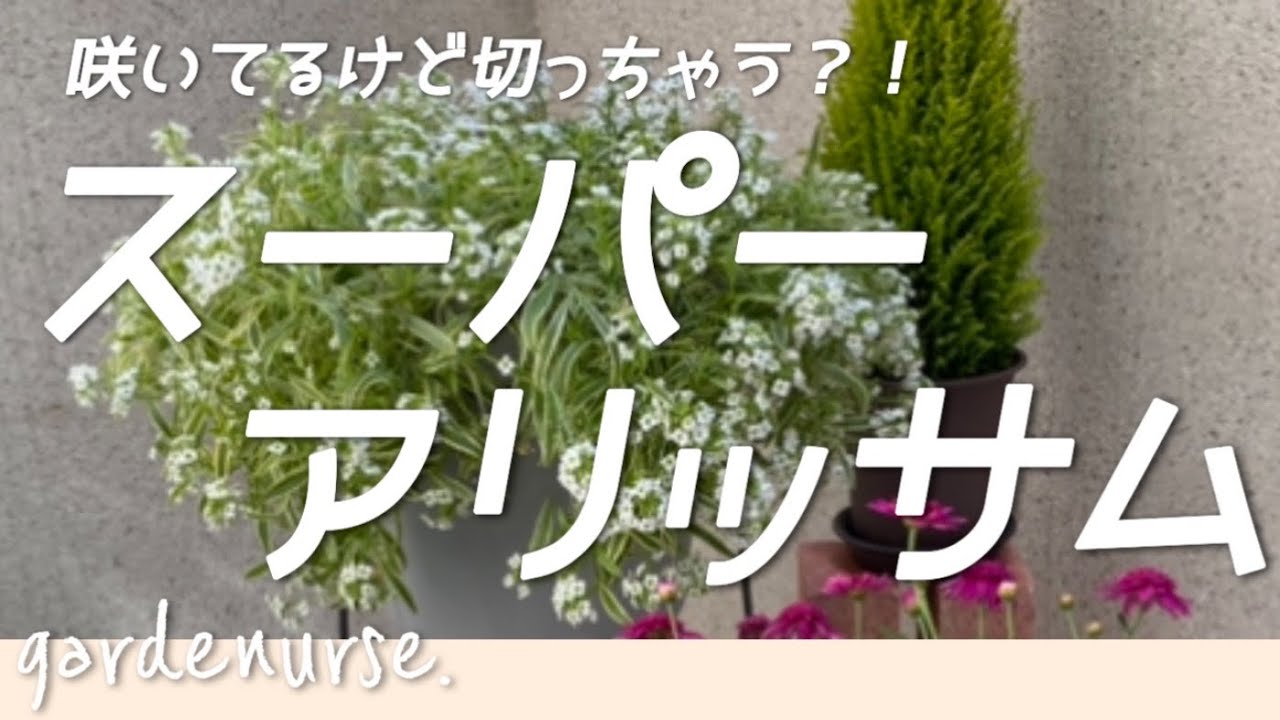【やらないと後悔】初心者のスーパーアリッサムの切り戻し#ベランダガーデニング