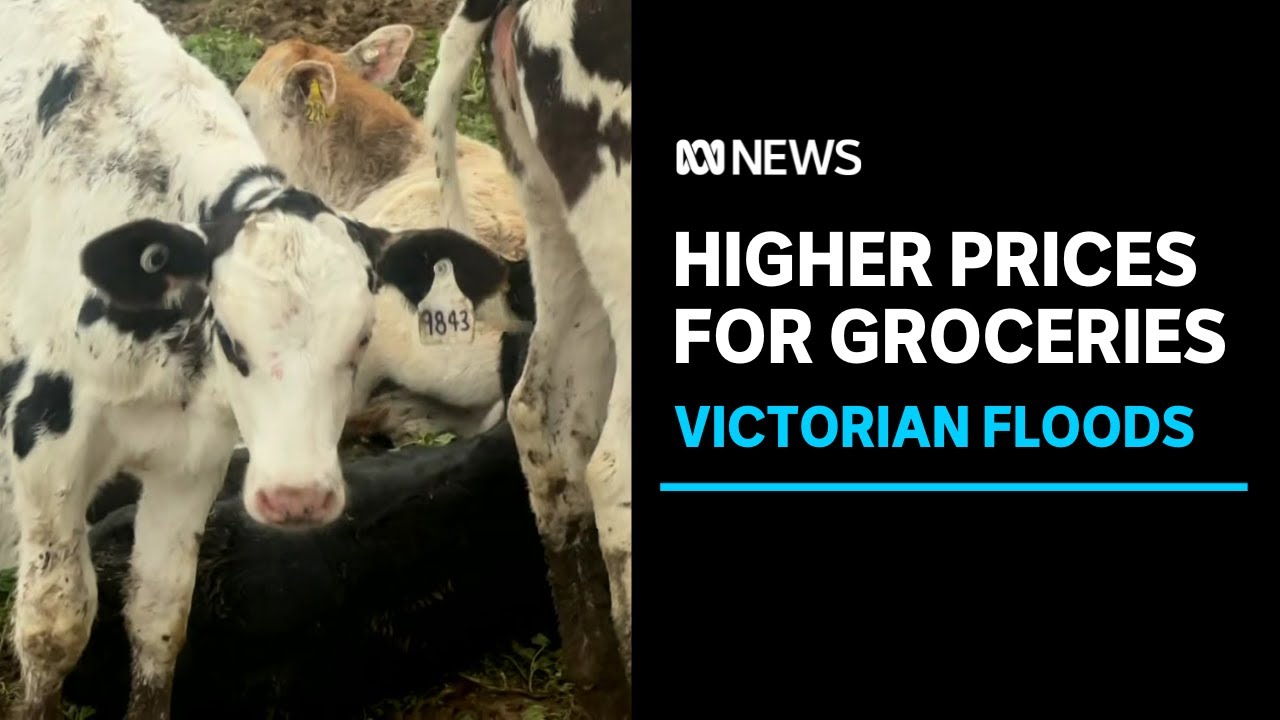 Crops flattened and milk down the drain &mdash; the impact of flooding on farmers | ABC News