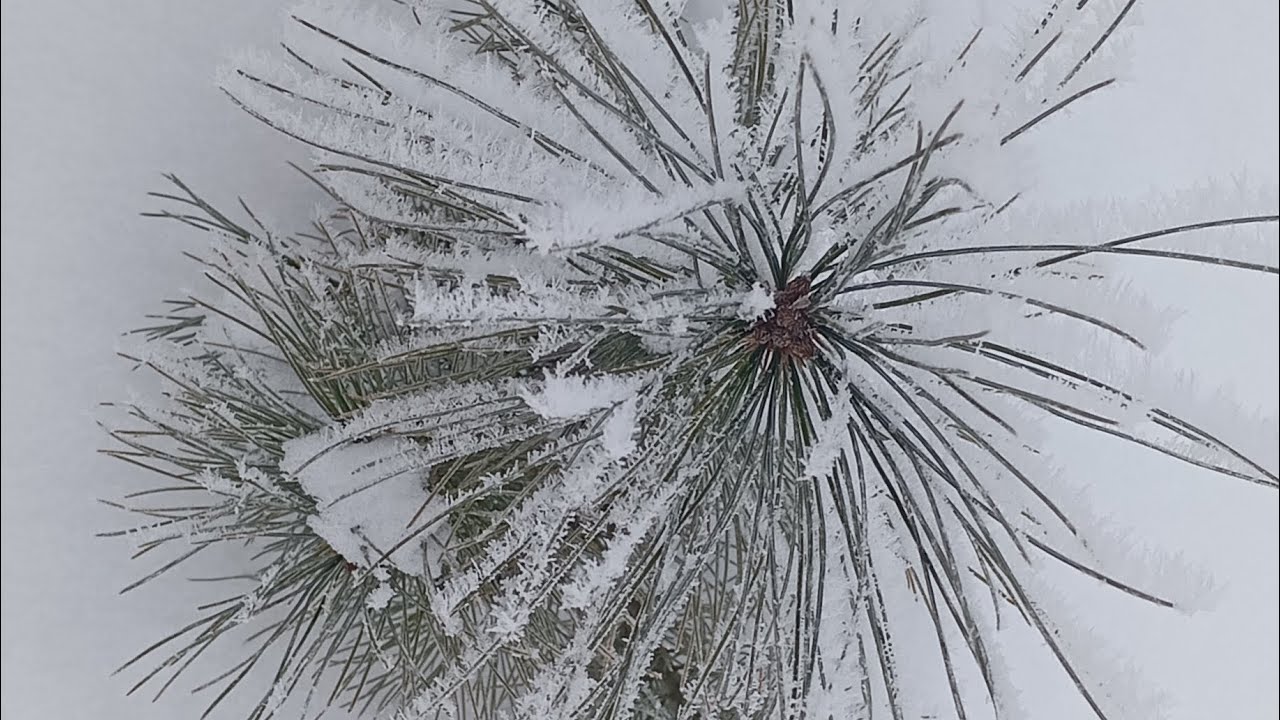 Це справжня зима🥶Та дещо привернуло мою увагу🌳🌲🌿🌾😉🇺🇦