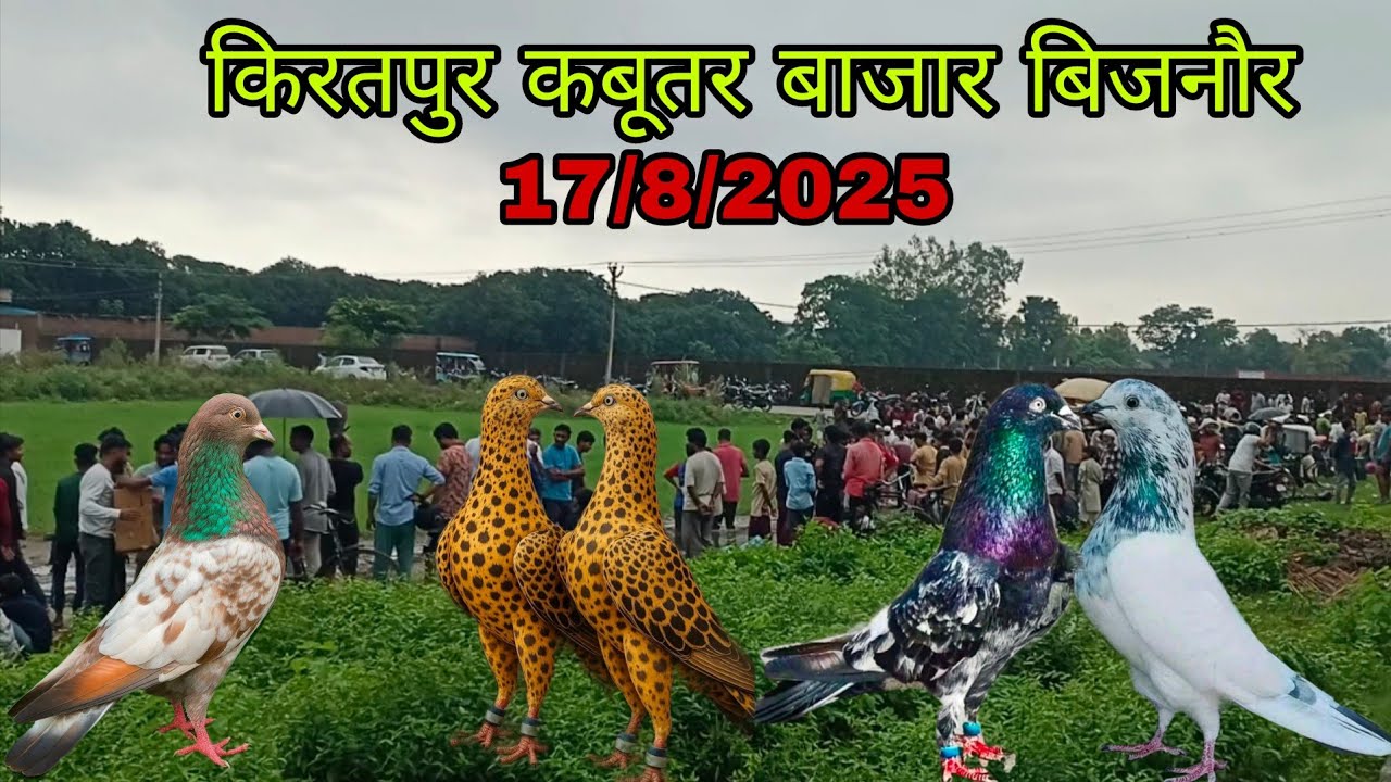 KIRATPUR KABUTAR SUNDAY BAZAAR BIJNOR|PIGEONBIJNOR किरतपुर कबूतर बाजार