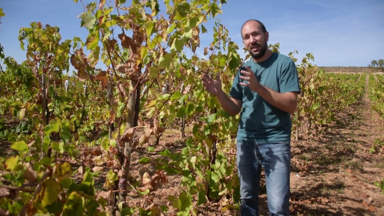 Cordón vertical como sistema de conducción en la variedad Maturana blanca en La Rioja