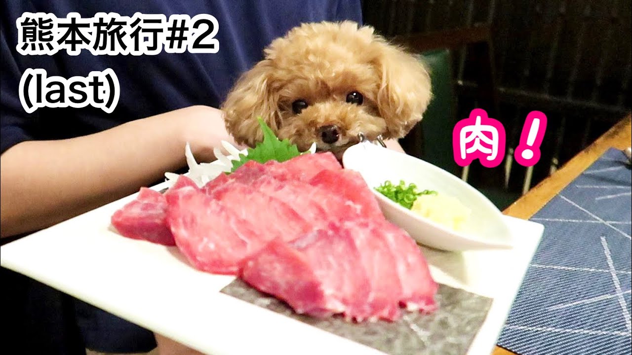 高級肉を食べて笑顔になるティーカッププードルがかわいいｗ【御宿 小笠原】【トイプードルのコロン】