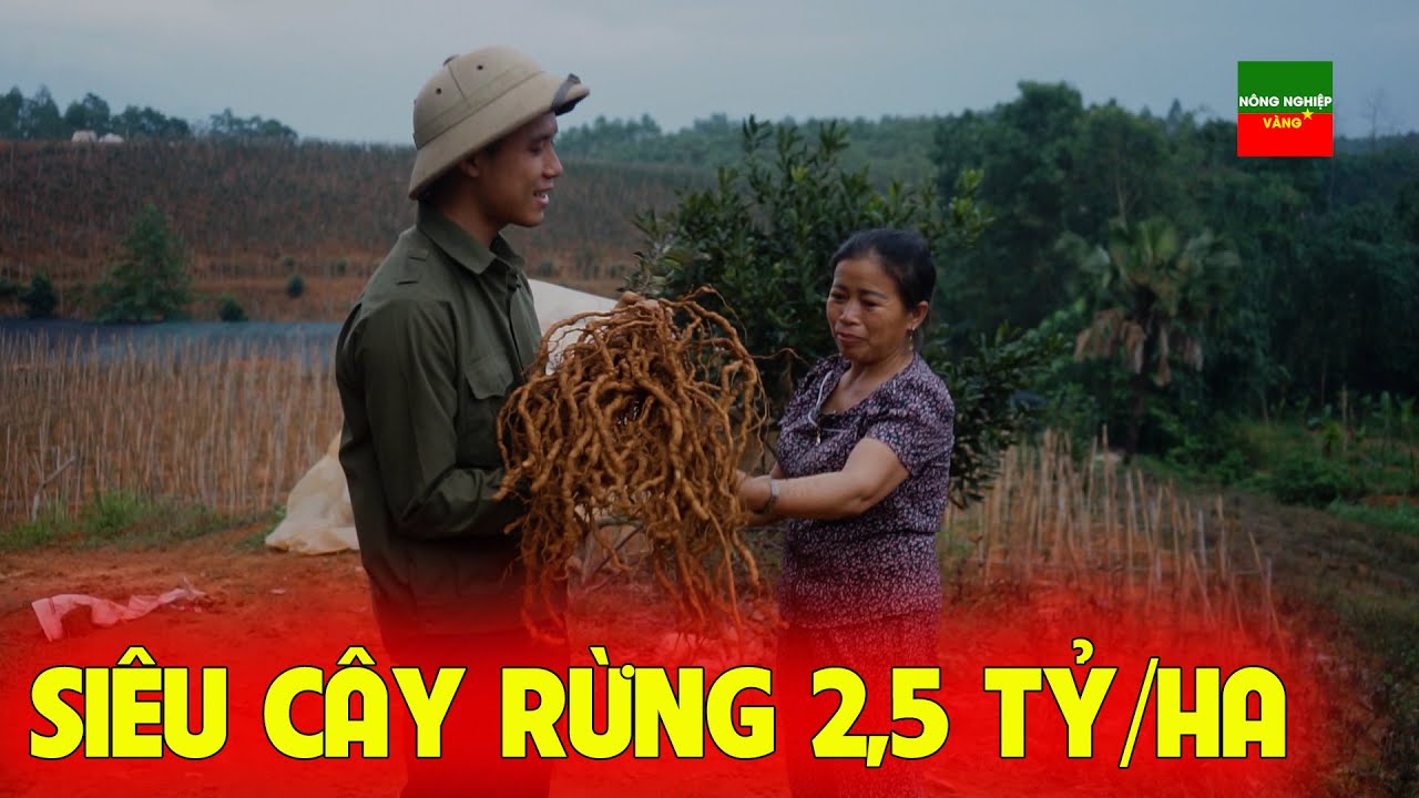 THỰC TẾ QUÁ TRÌNH KHAI THÁC LOẠI CÂY DƯỢC LIỆU QUÝ 2.5 TỶ / HA
