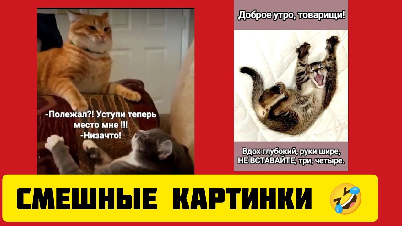 -Полежал?! Уступи😸 теперь место мне !!!-Низачто!🤣смешные картинки и весёлая музыка 