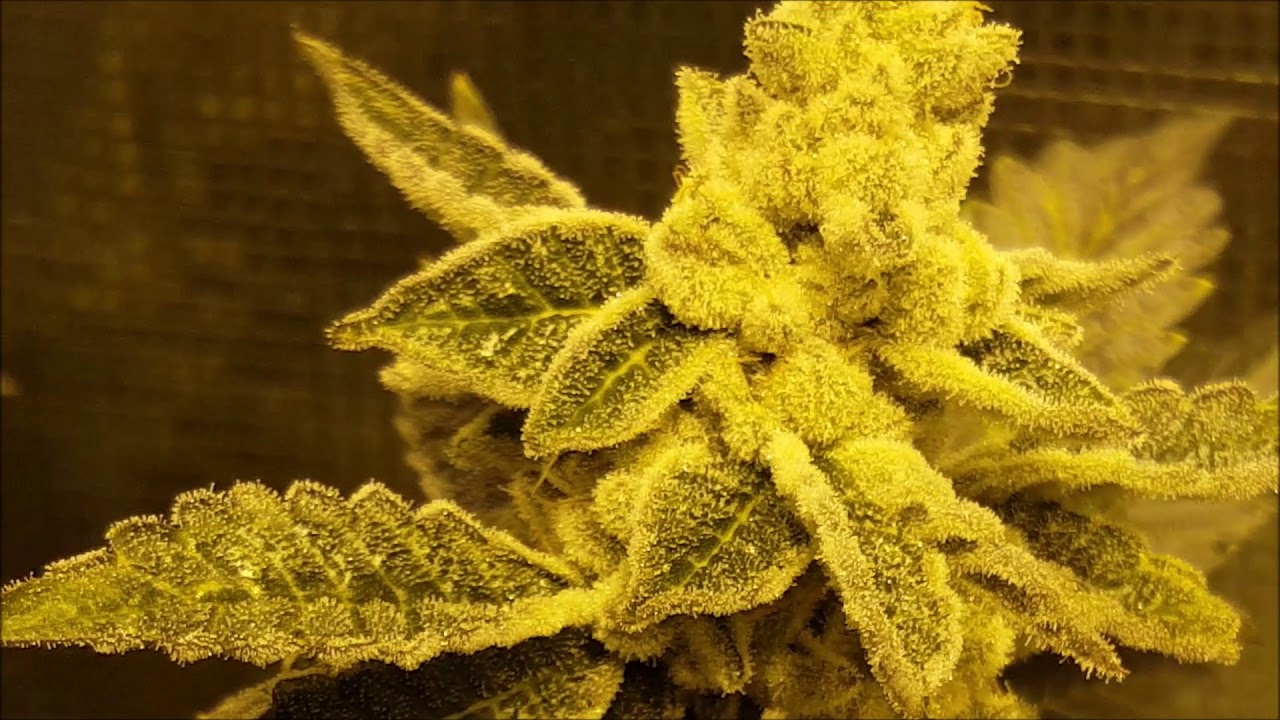 Cake Crasher, K-Smorz, Peanut Butter Breath, Slurricane IX part 5