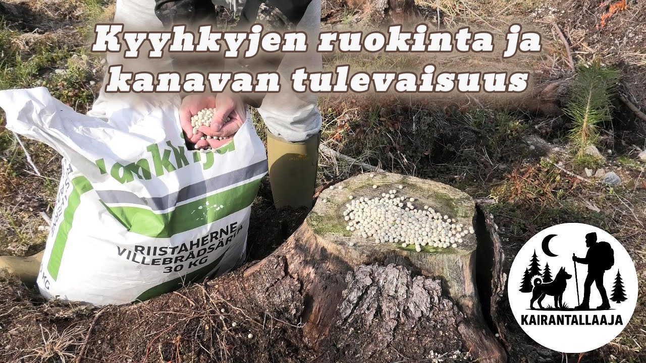 Mets&auml;stys | Kyyhkyn ruokinta vinkit sek&auml; kanavan tulevaisuus