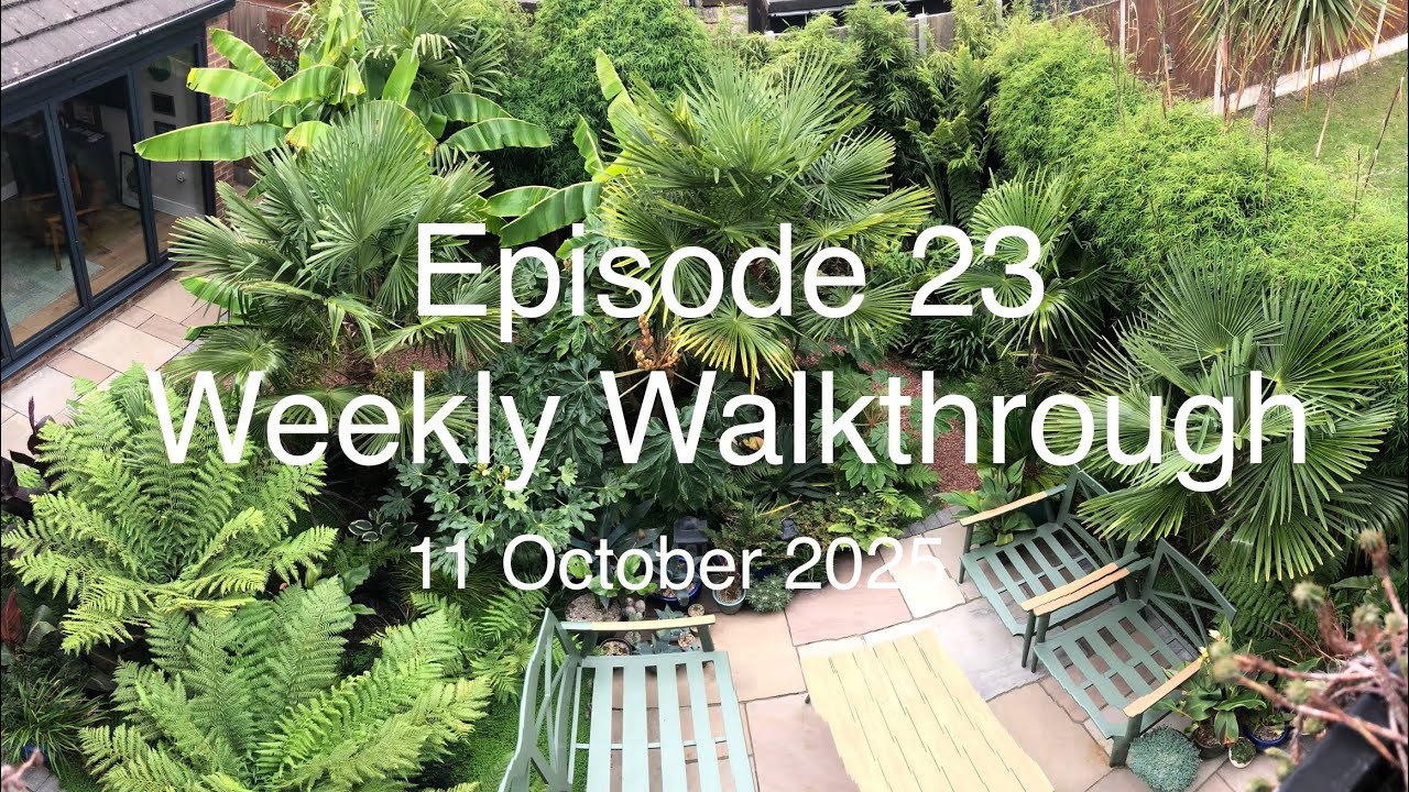 Tropical Garden - week 23 - Weekly Walkthrough - 11 October 2025