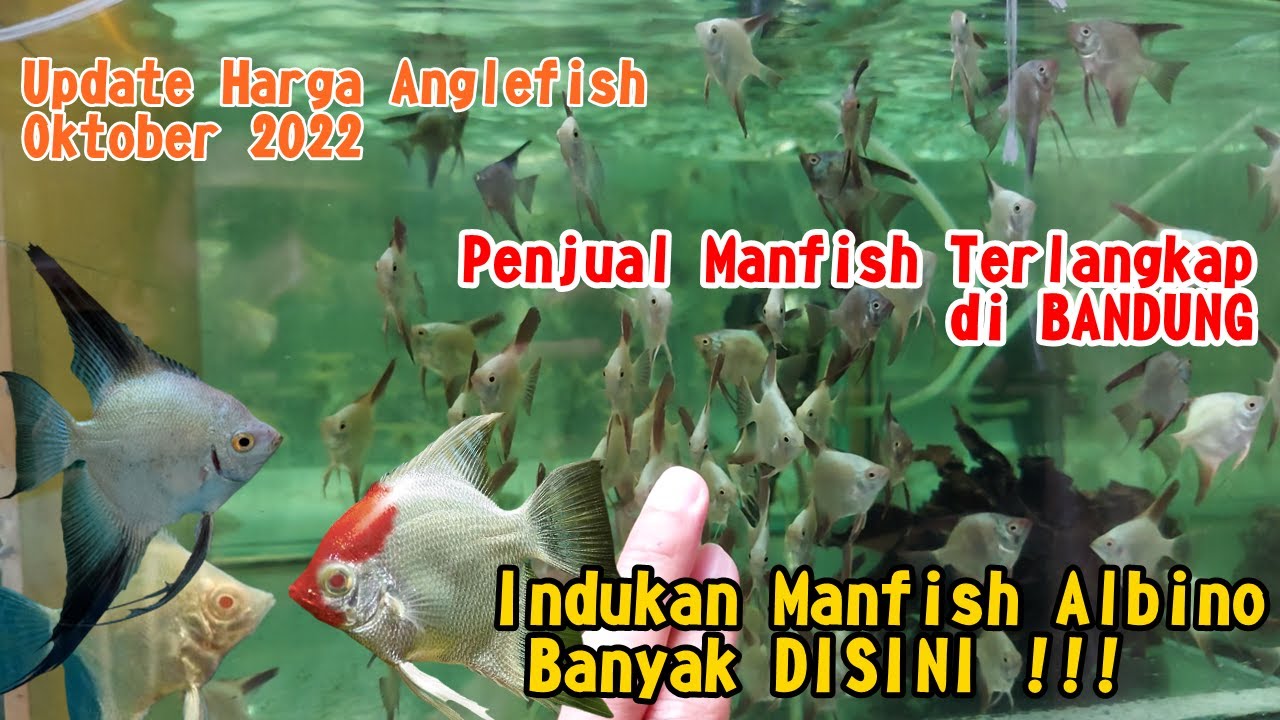 Penjual Ikan Manfish Albino Terlengkap di Bandung | Update Harga Manfish 2022