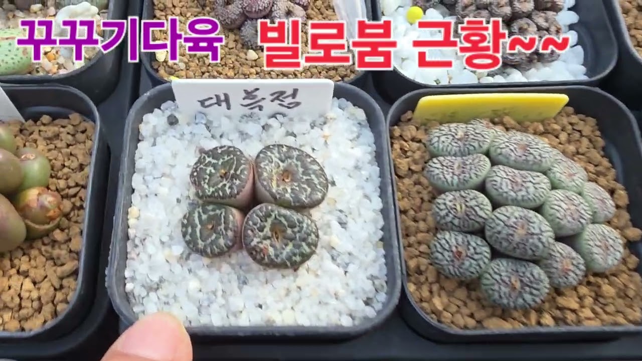 빌로붐 근황을 보여드릴께요 😀😃