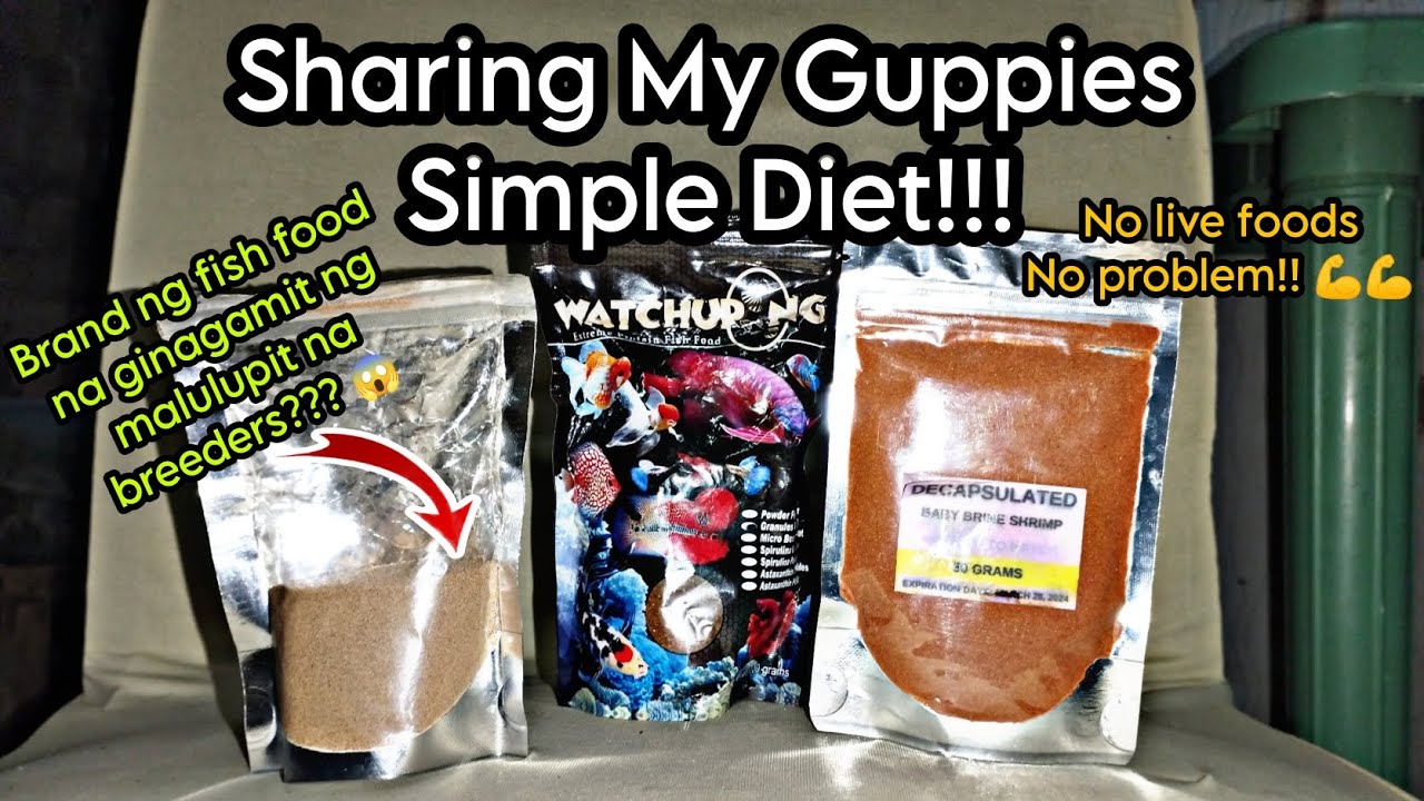 My Guppies Simple Diet + Sharing 3 Different Brands of Fish Food | Ace Fish Farm