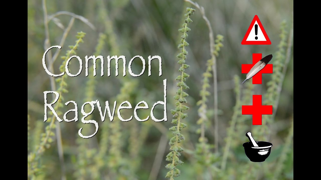 Common Ragweed: Cautions, Medicinal & Other Uses