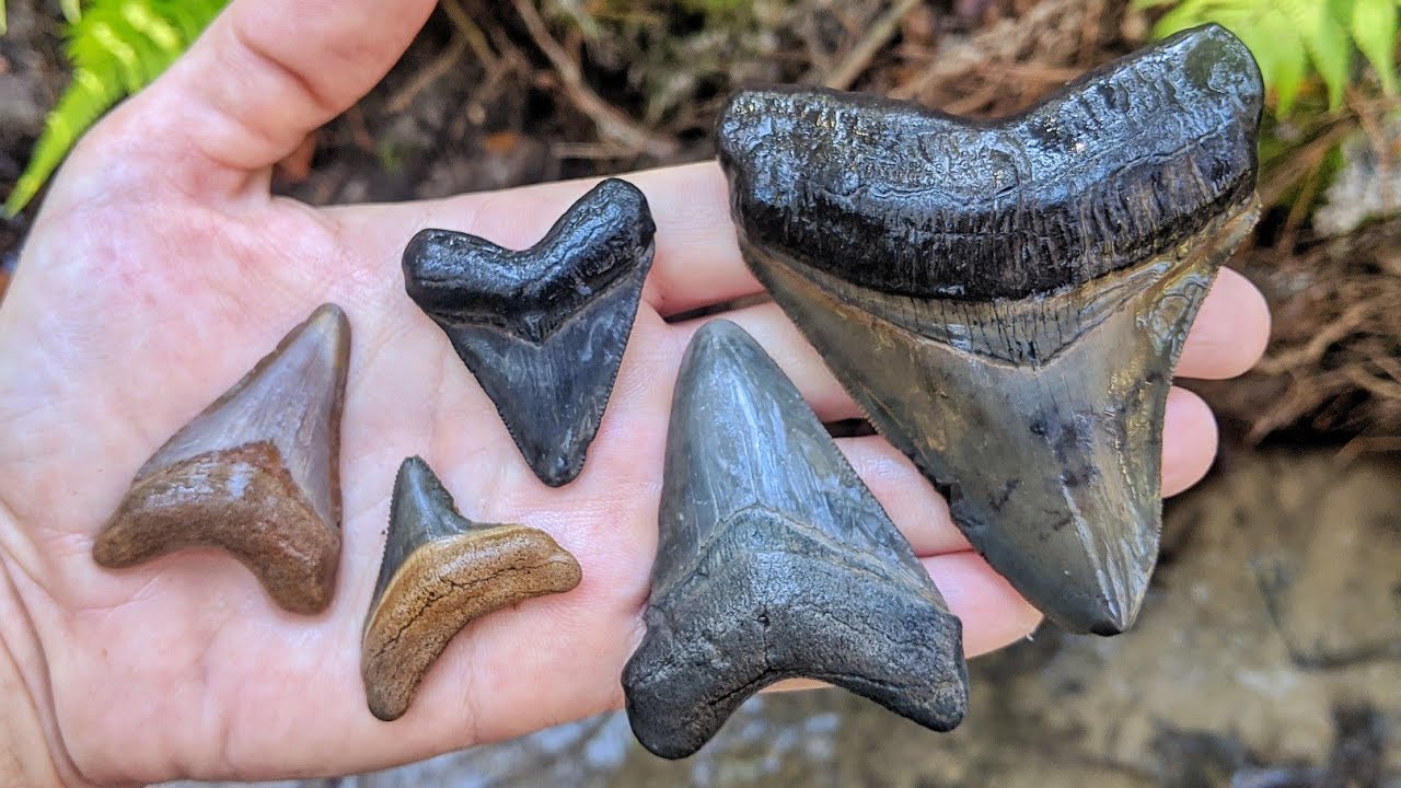 Florida Fossil Hunting - Megalodon Shark Tooth INSANITY!
