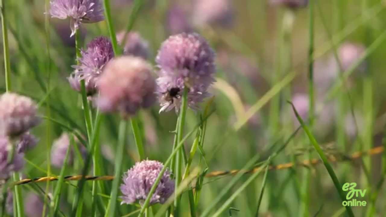 Beneficial Insects - Attracting Good Bugs to Your Garden