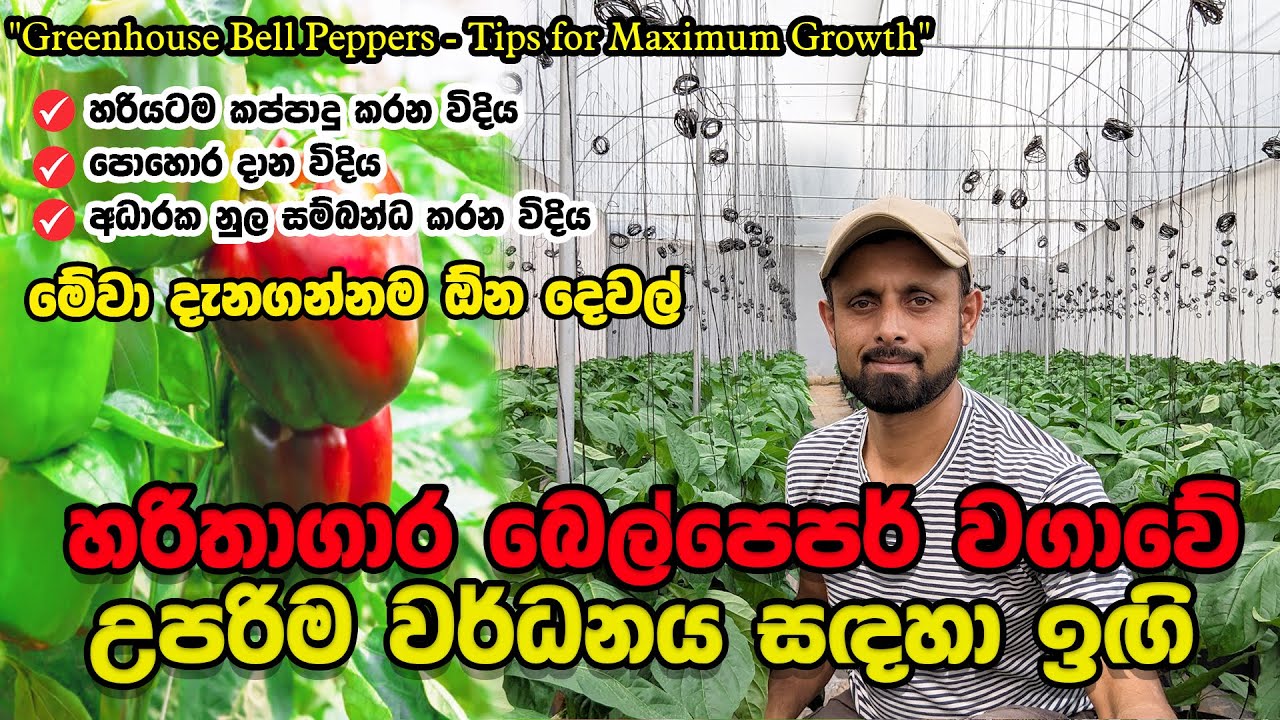 හරිතාගාර බෙල් පෙපර් වගාවේ උපරිම වර්ධනය සඳහා ඉඟි |Greenhouse Bell Peppers Tips for Maximum Growth