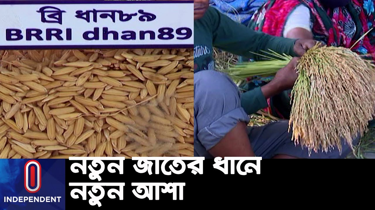 ব্রি ৮৯-৯২ ধানের পুষ্টিগুণ বেশি, চাল ঝরঝরে ও চিকন || Rice for future Production