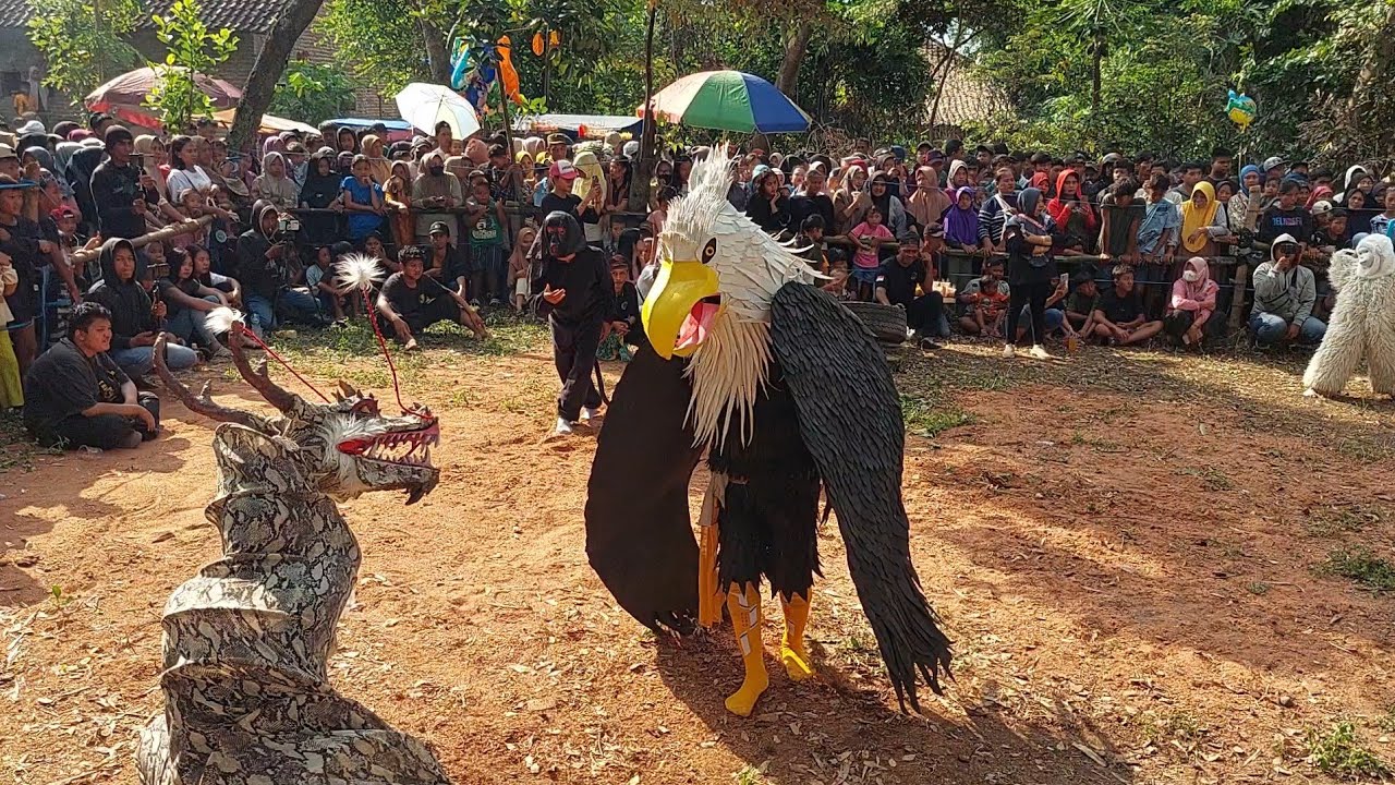 Buron Alas Ular Berburu Mangsa Bantengan NEW PUTRA MANDALA Live Tlasih Gondang Mojokerto