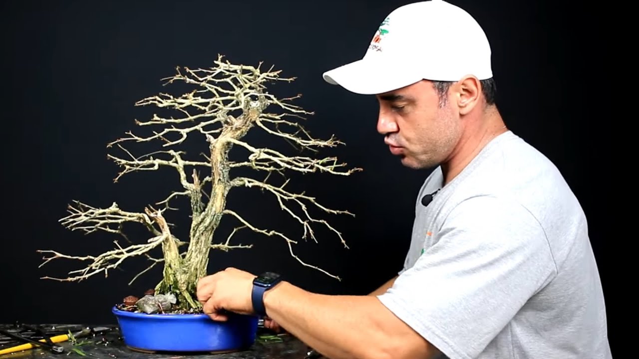 ME OFERECERAM 2.500,00 NESTE BONSAI DE CALLIANDRA ESPINOSA MAIS LINDA QUE JÁ VI. VENDO ELA?
