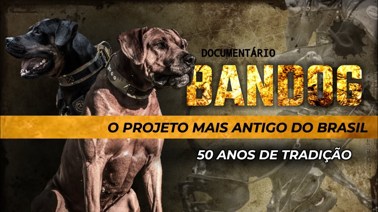 [𝘗𝘢𝘳𝘵𝘦 2]  𝗗𝗼𝗰𝘂𝗺𝗲𝗻𝘁á𝗿𝗶𝗼 - 𝗕𝗔𝗡𝗗𝗢𝗚, o projeto mais antigo do Brasil | 𝟱𝟬 𝗮𝗻𝗼𝘀 𝗱𝗲 𝘁𝗿𝗮𝗱𝗶çã𝗼
