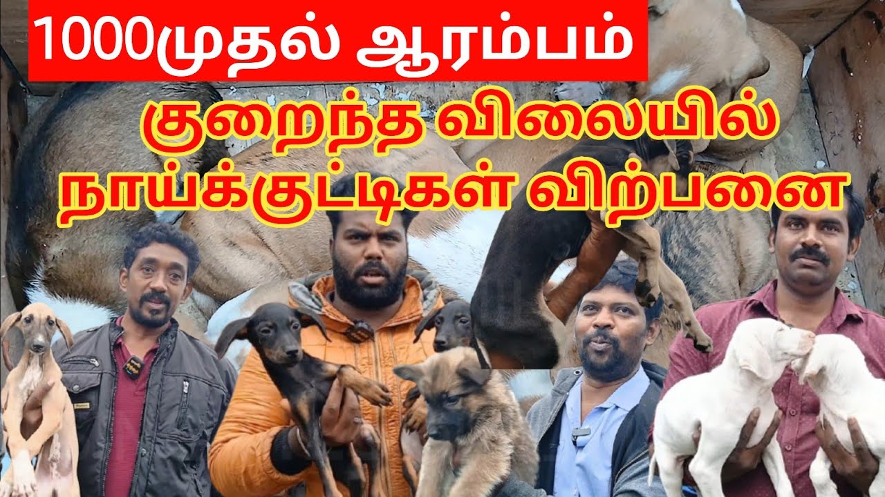 குறைந்த விலையில் நாய் குட்டிகள் வாங்க குன்னத்தூர் சந்தைக்கு வாங்க #1000 முதல்ஆரம்பம் #dog #pets 