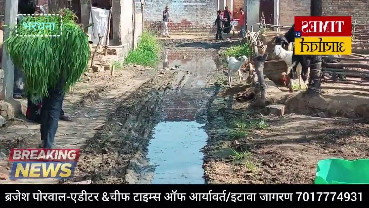 इटावा जनपद में भरथना ब्लॉक के अंतर्गत गांव भानपुर (सराय चौरी) की सड़क बनी दलदल,देखिए पूरी रिपोर्ट ..