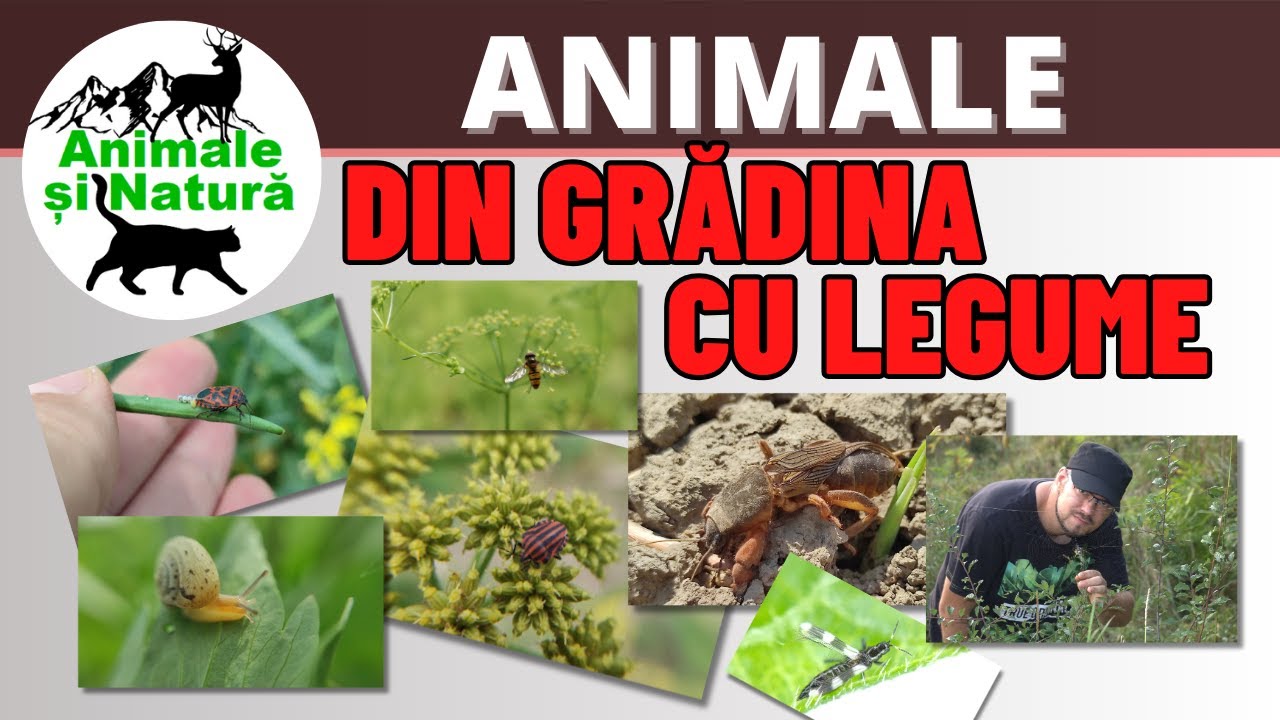 Animale din gradina cu legume  - Vernisaj