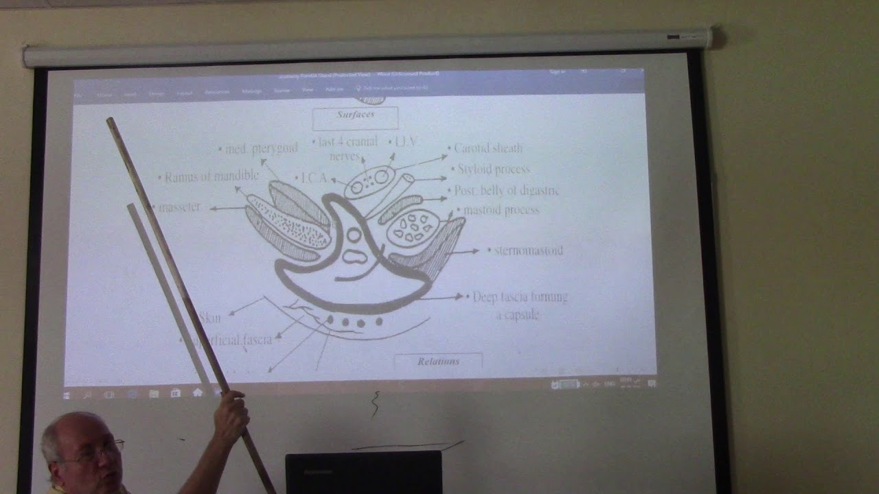 Anatomy of head & neck 29 ( Parotid salivary gland , part 2 ) , by Dr. Wahdan