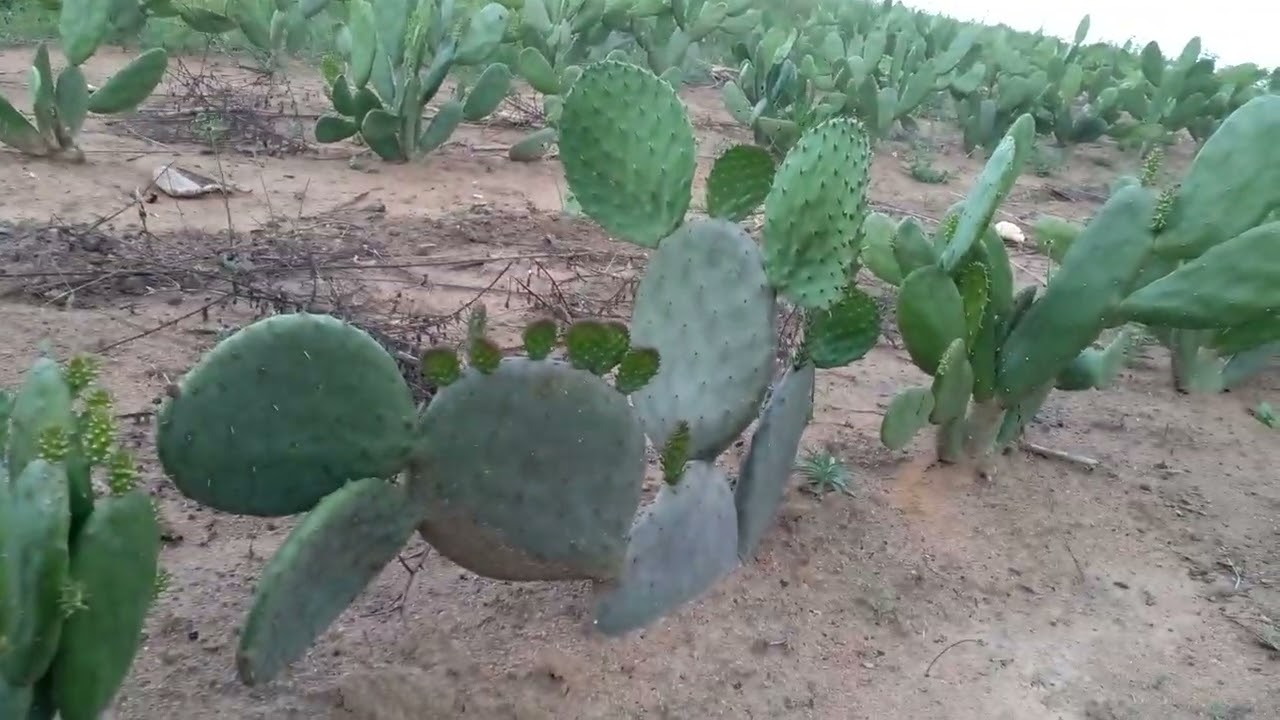 olha arebrota da palma miuda depois da chuva
