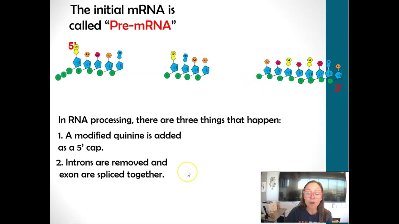 RNA Processing