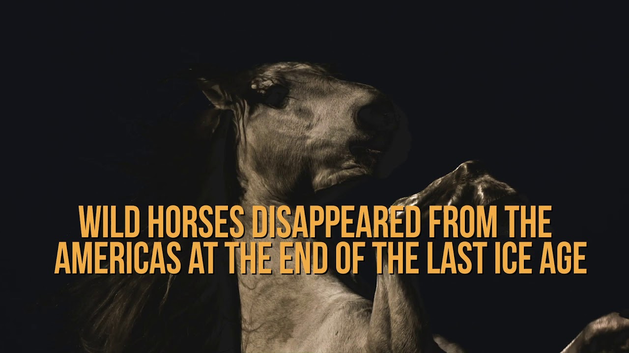 Ice Age Horse? Old But Not Quite