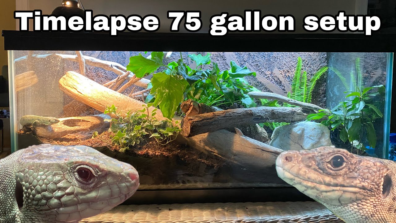 Setting up Jeweled Lacerta Enclosure!