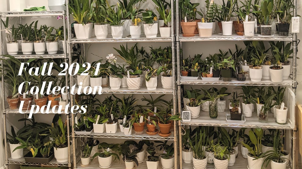 Fall 2021 | Orchid Collection Updates - Orchids you Haven&rsquo;t Seen in a While & Familiar Ones