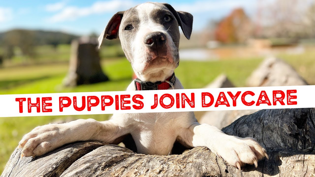 The Puppies are excited to Join Daycare