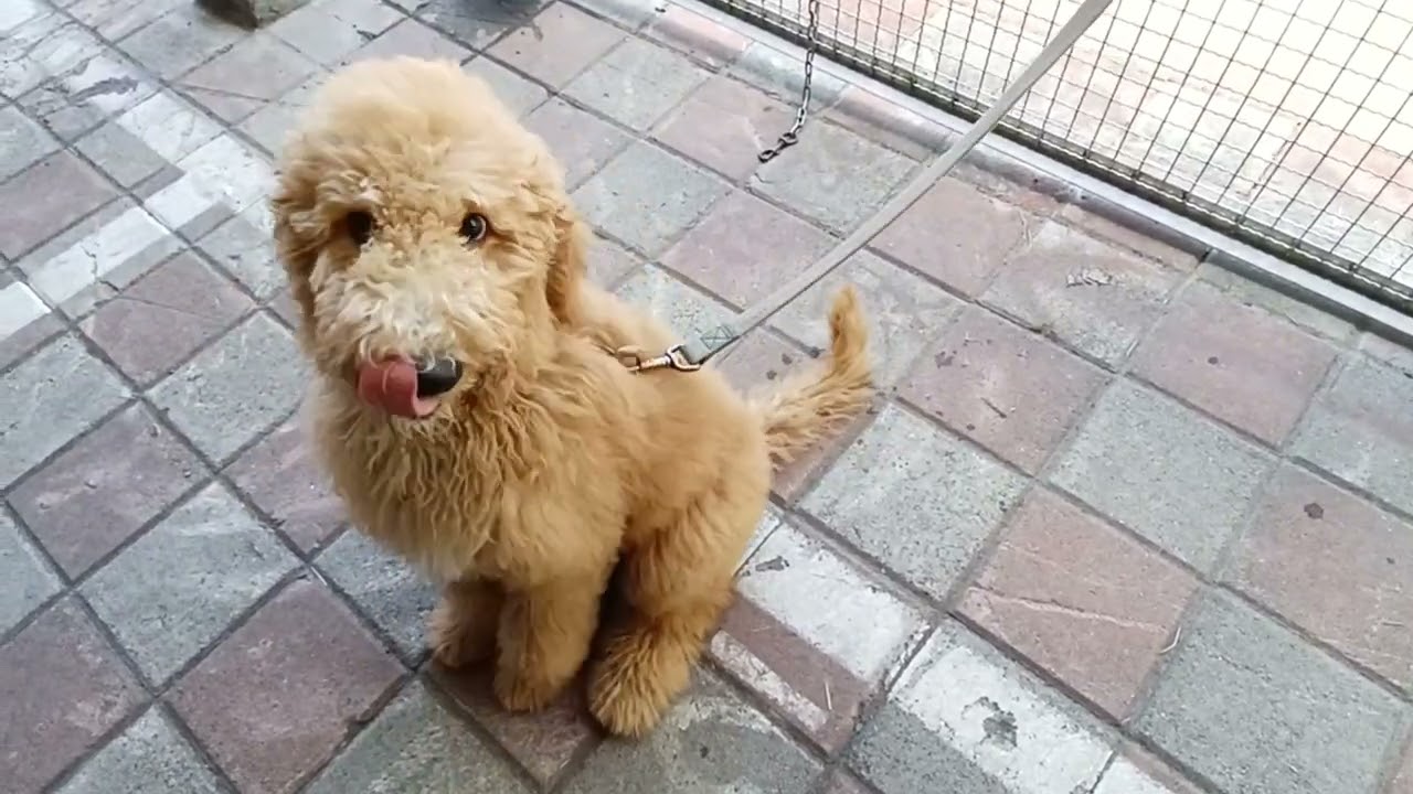 狗狗撲人咬手怎麼辦？
