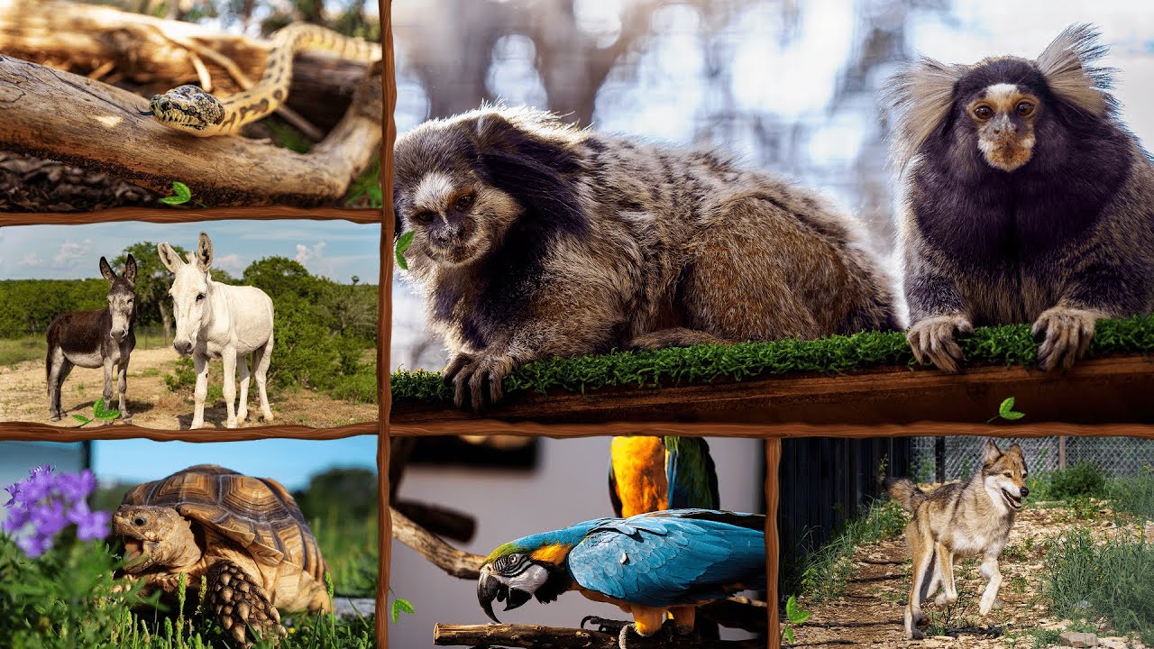 Animal Ambassador 24/7 Live Cams - Alveus Sanctuary