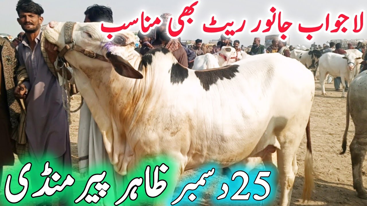 Zahir Pir Mandi Today Video || Cholistani Sahiwal Brahman Nukra Bachra || Qurbani 2026🔥