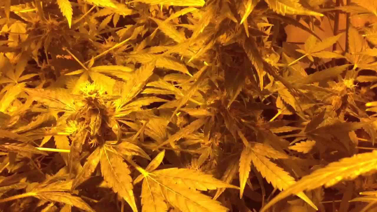 600 watt 12/12 from SOG