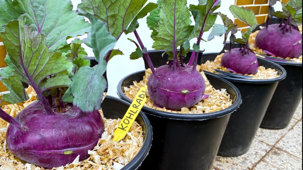 Growing Kohlrabi from Seed to Harvest in Container Garden