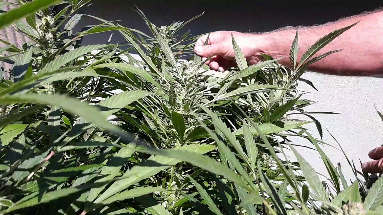 Harvestober. Getting close to harvest and the buds are huge and sticky(1)